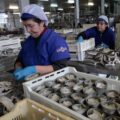 encrucijada historica en industria conservera de pescado y marisco